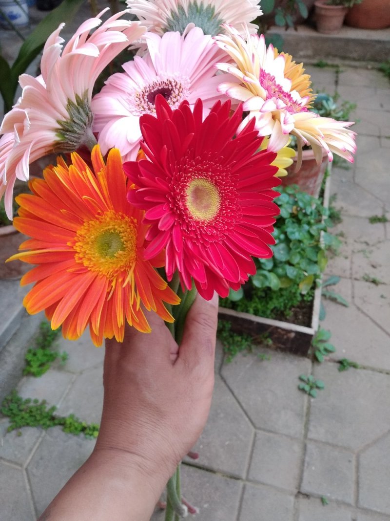 山东鲜花基地直供扶郎鲜花批发非洲菊一扎20支婚车插花蓝