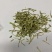 贵州金银花无硫，毛银花，泡水凉茶精品，含量够
