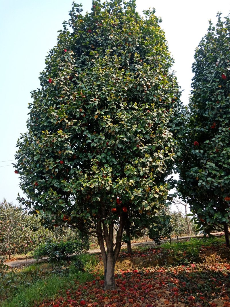 绿化工程用苗及零售，茶花