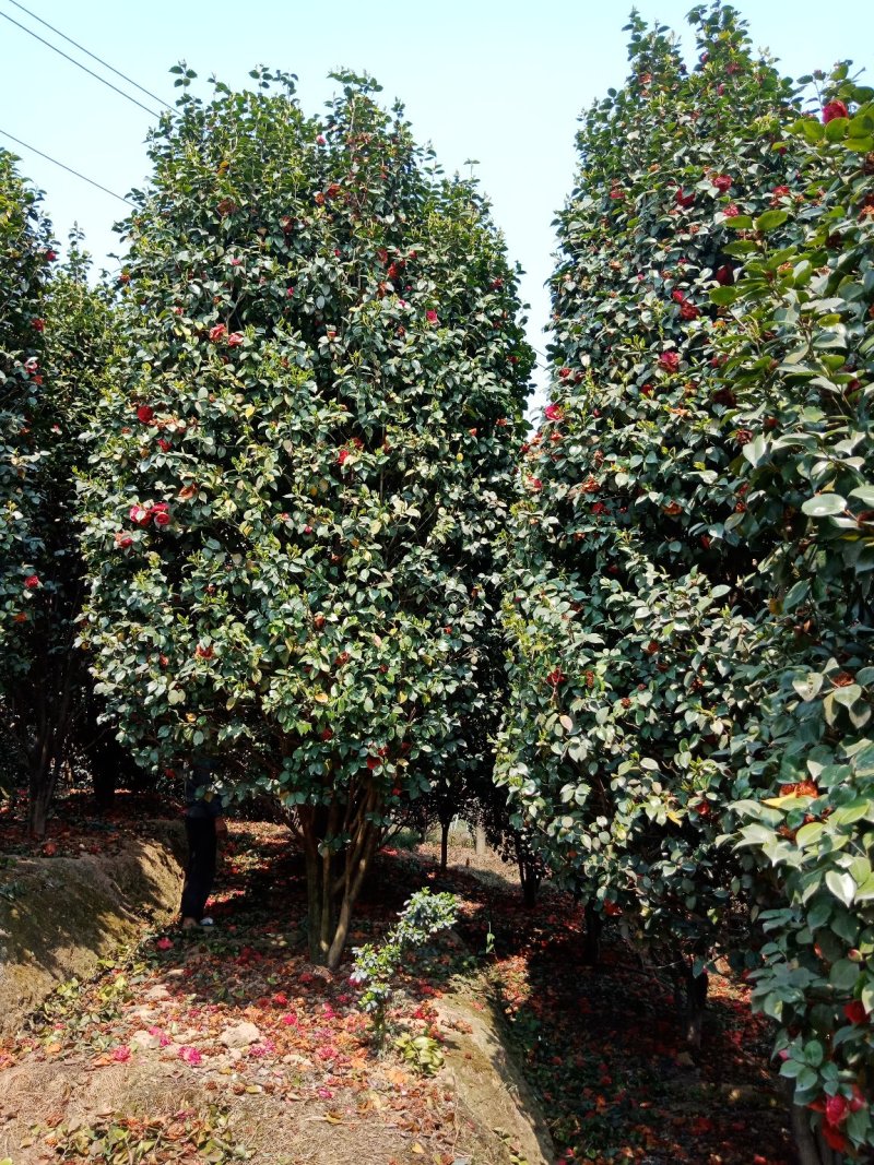 绿化工程用苗及零售，茶花