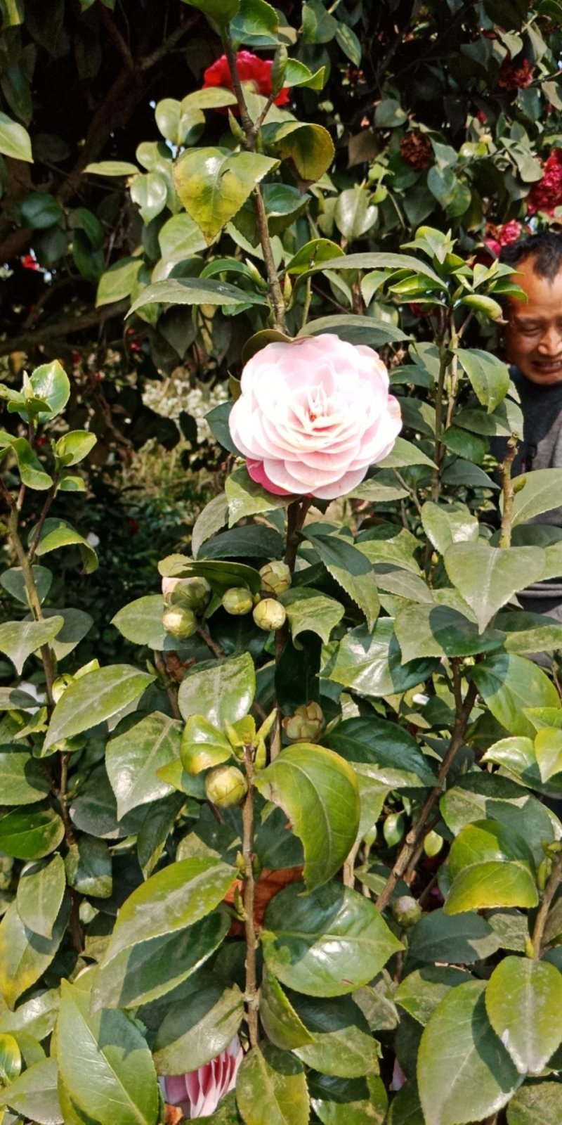 绿化工程用苗及零售，茶花