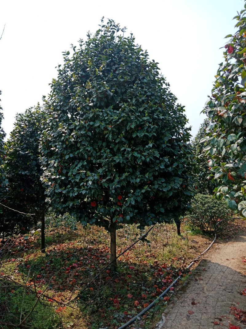 绿化工程用苗及零售，茶花