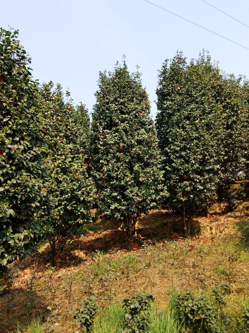 绿化工程用苗及零售，茶花