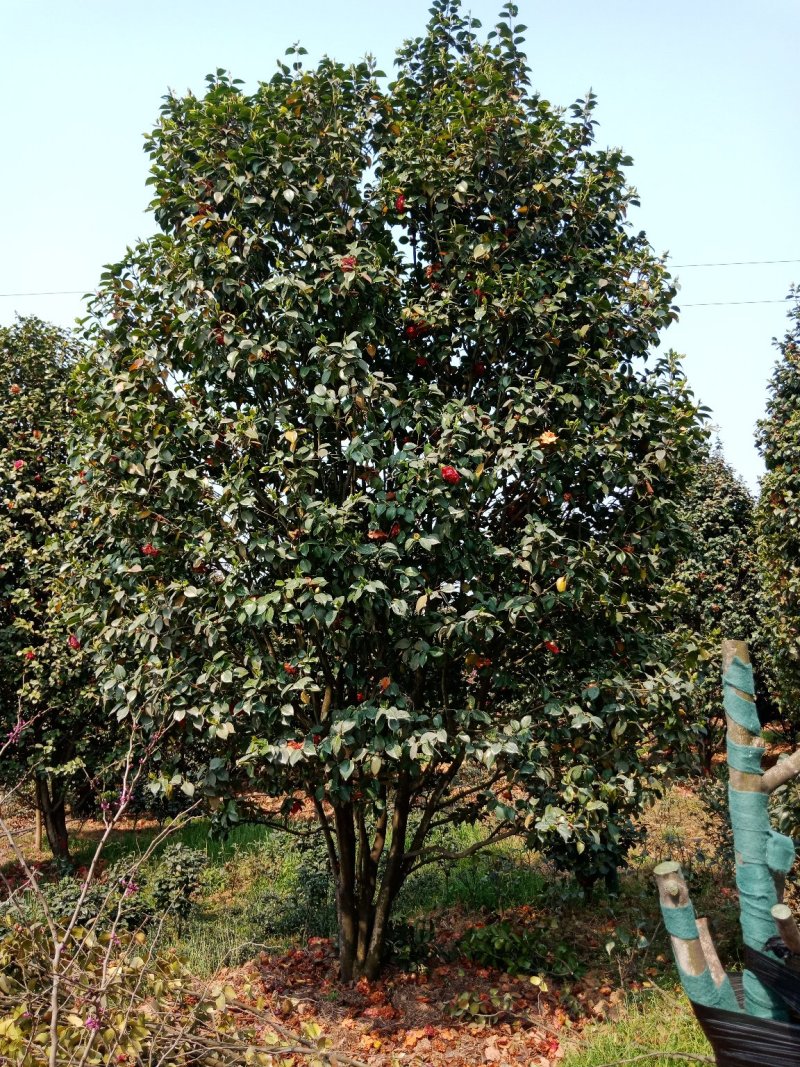 绿化工程用苗及零售，茶花