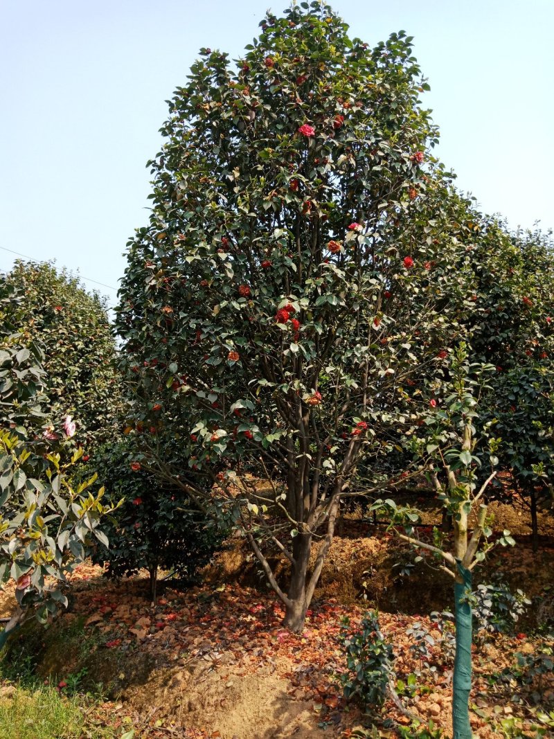 绿化工程用苗及零售，茶花