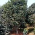 绿化工程用苗及零售，茶花