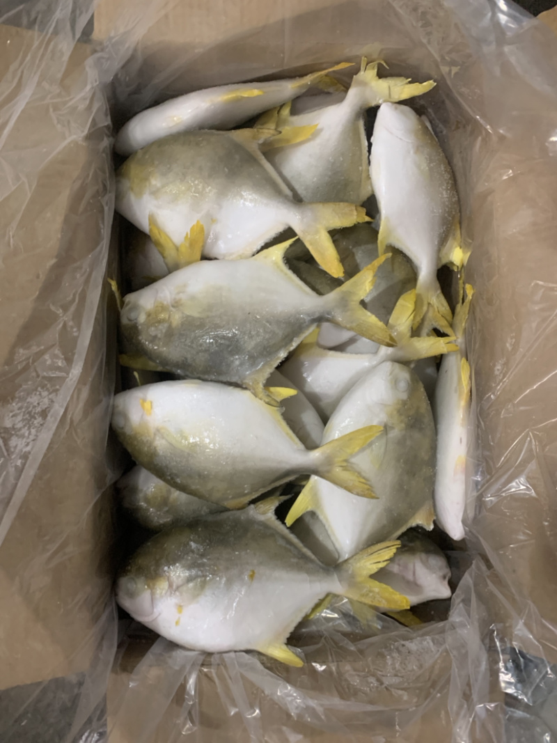 深海金鲳鱼