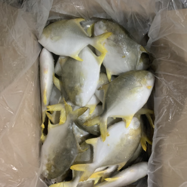 深海金鲳鱼