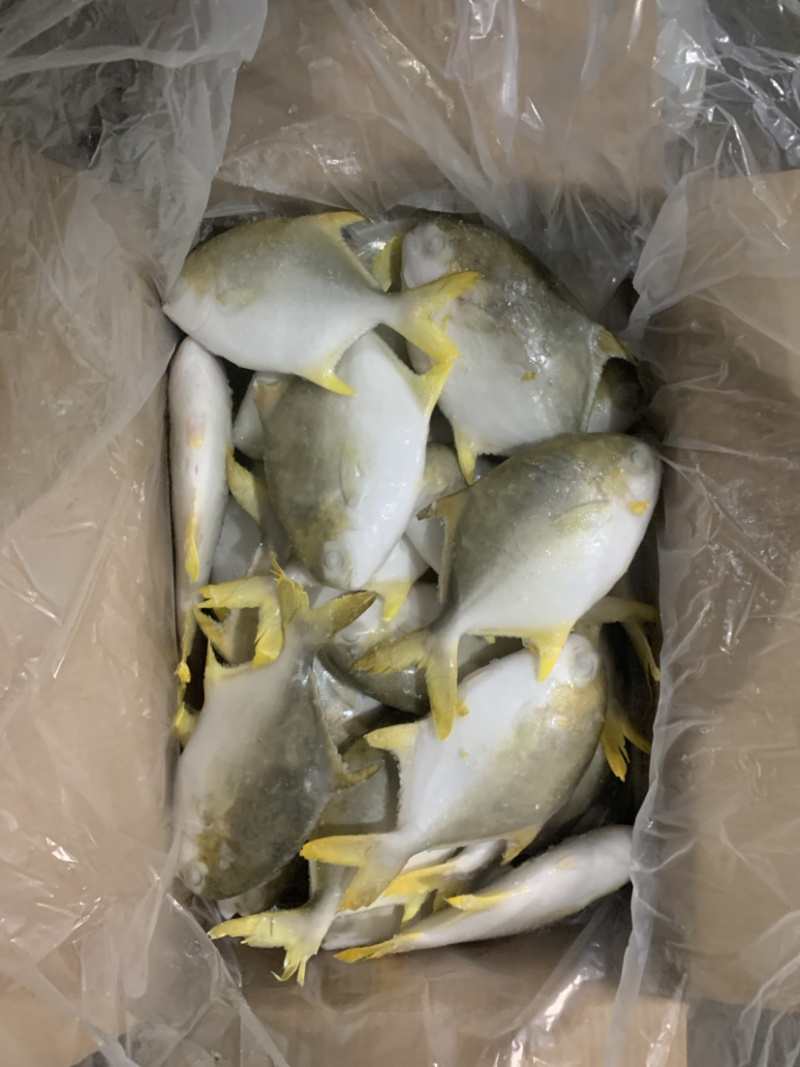 深海金鲳鱼