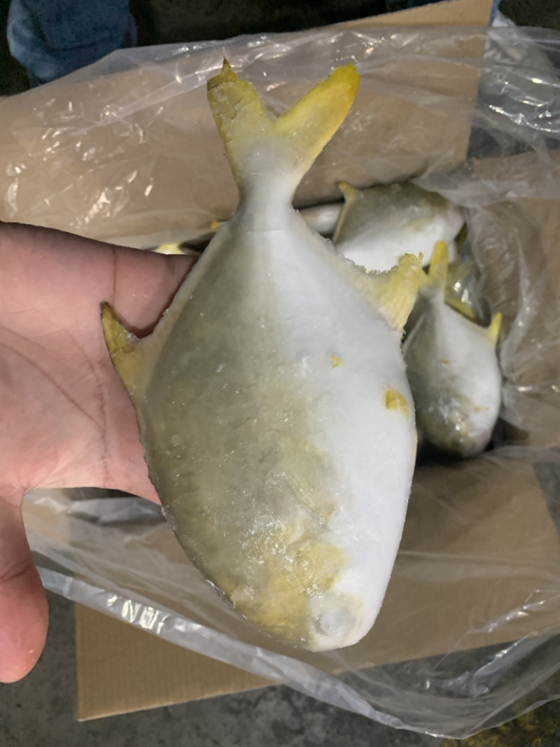深海金鲳鱼