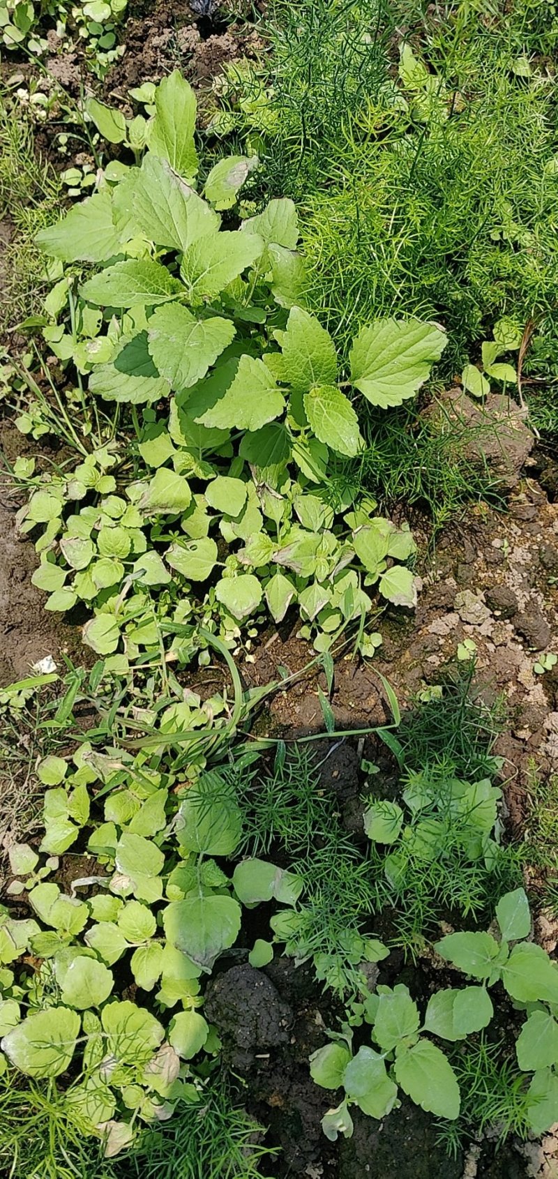 天冬苗专业除草剂