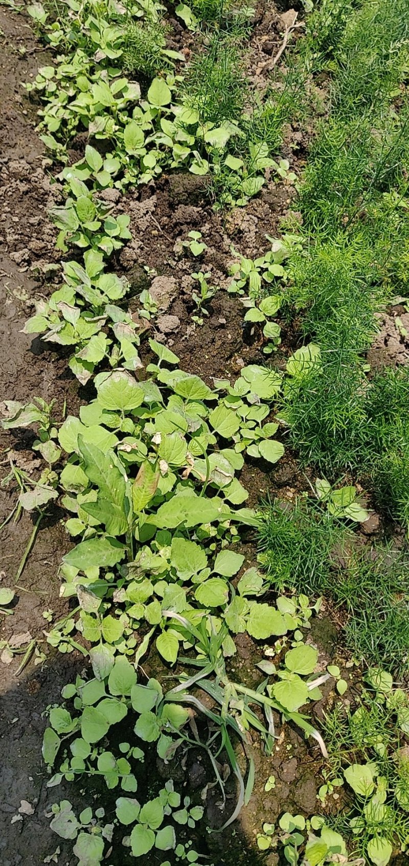 天冬苗专业除草剂