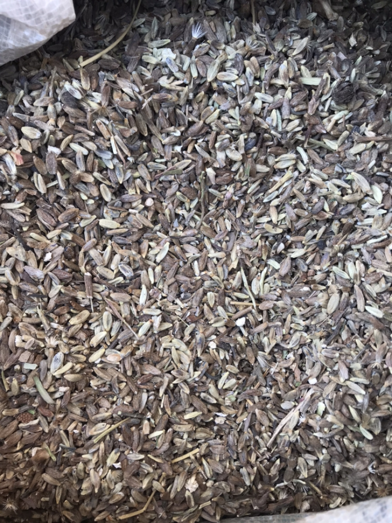 白术籽种子可育苗在移栽也可直接买苗