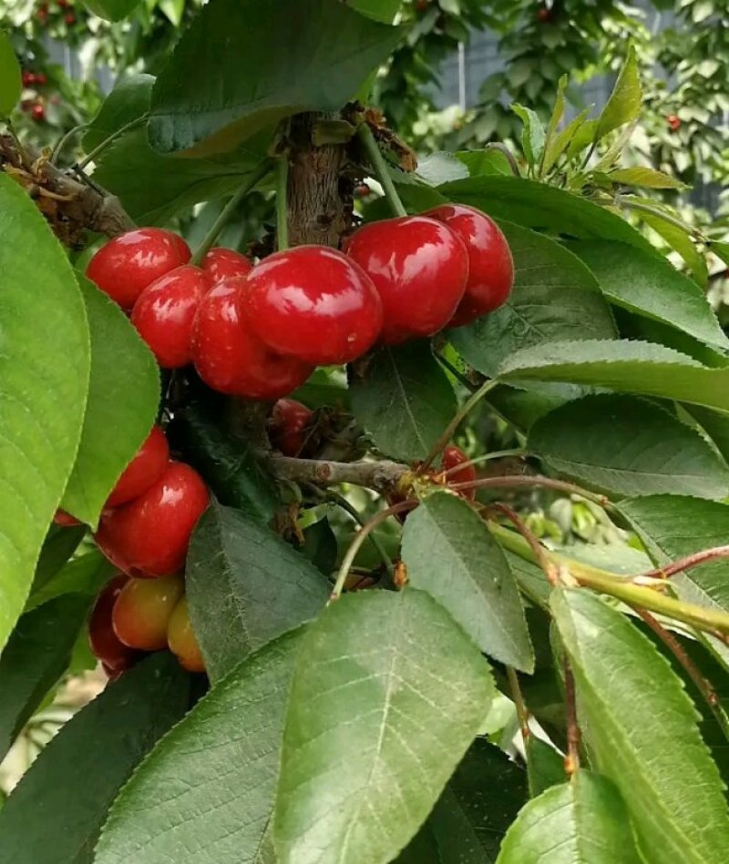 樱桃