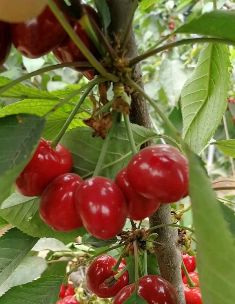 樱桃