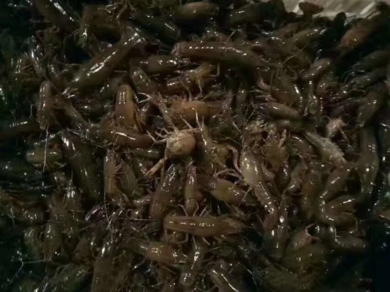 龙虾苗