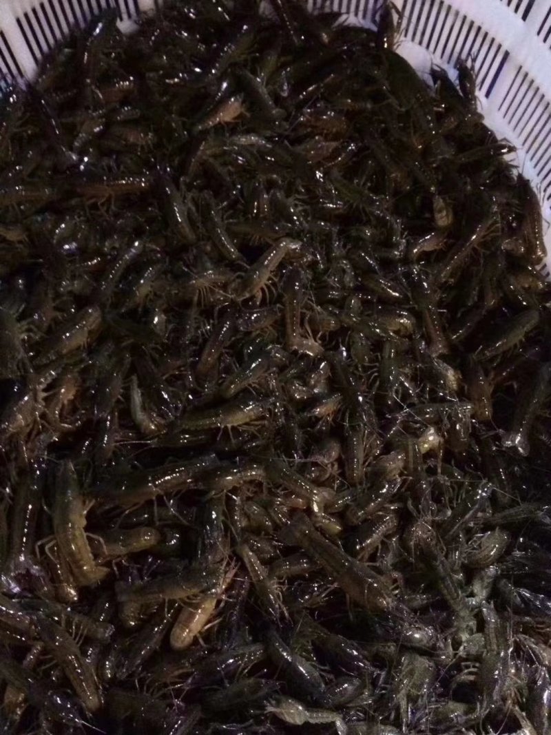 龙虾苗