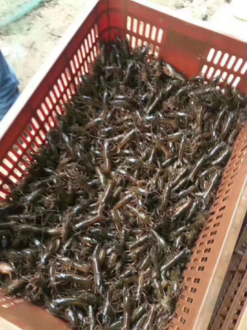 龙虾苗