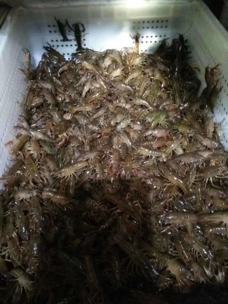 龙虾苗