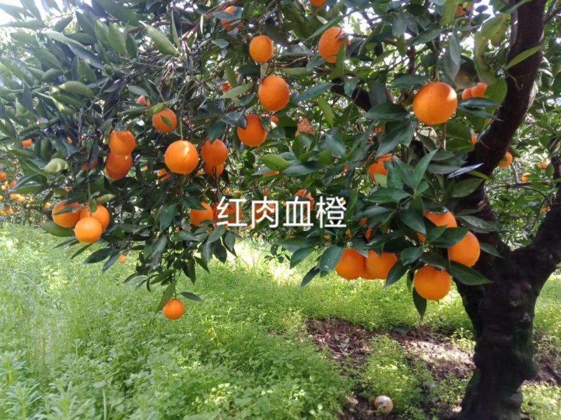 热卖中华红血橙伦晚纽荷尔伦晚电商社团商超市场