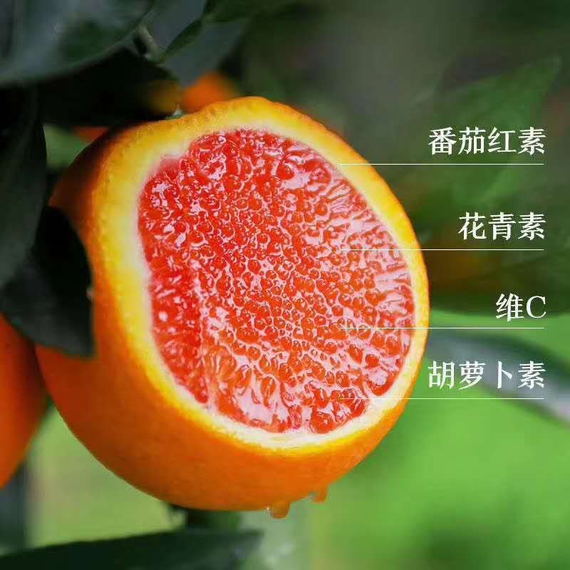 热卖中华红血橙伦晚纽荷尔伦晚电商社团商超市场