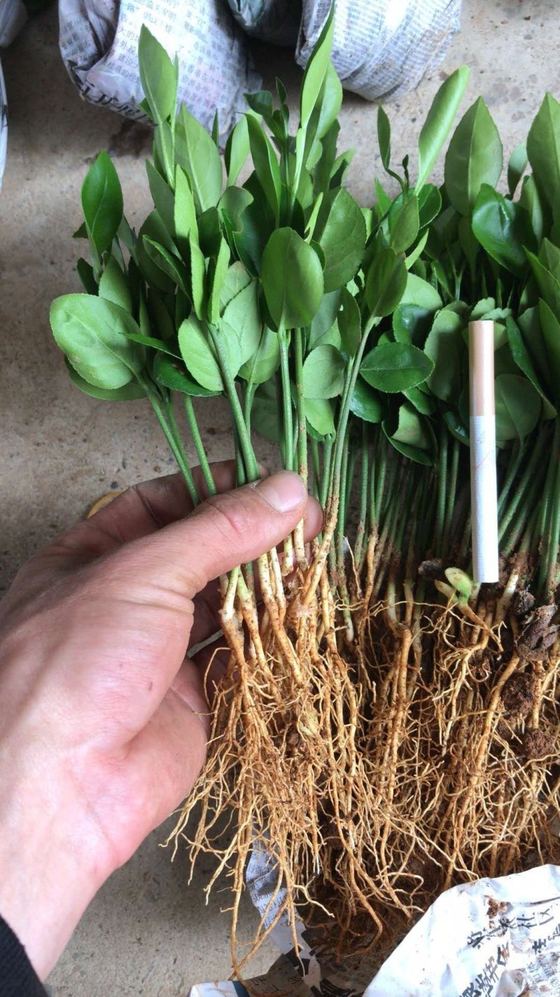 酸柚苗香泡芽苗酸柚芽苗土柚苗酸柚种子