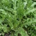 脱水荠菜碎，2020年新货散装荠菜馅饺子包子馄饨