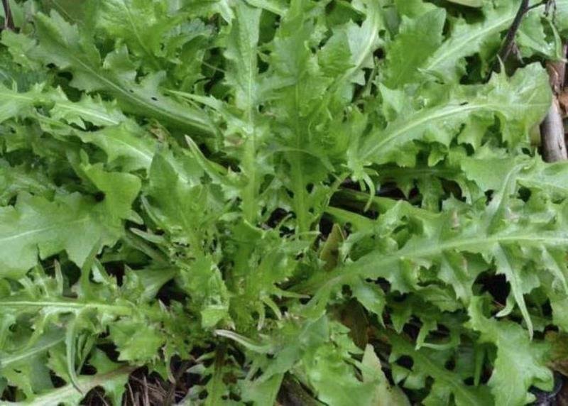 脱水荠菜碎，2020年新货散装荠菜馅饺子包子馄饨
