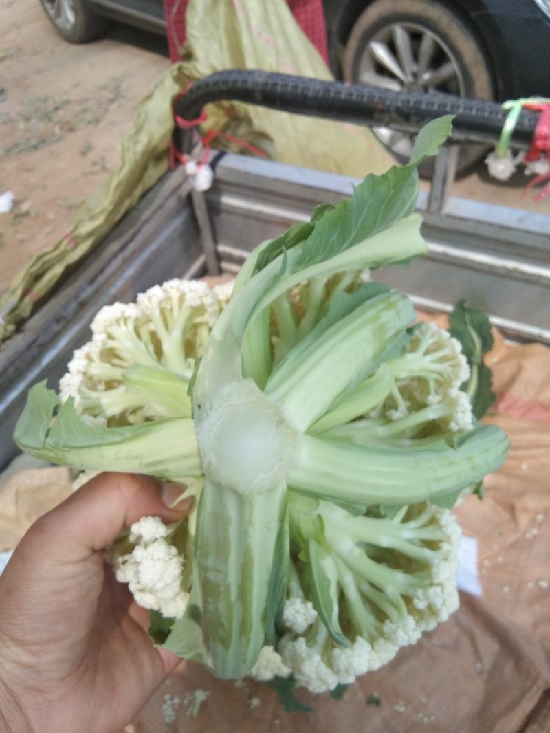 青根白面，一手货源，产地直供