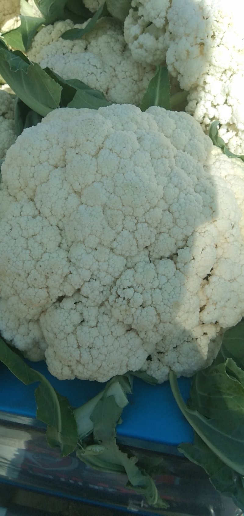 青根白面，一手货源，产地直供
