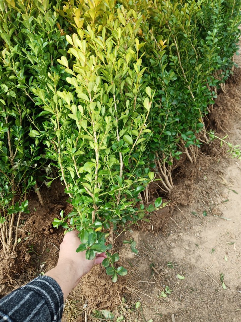 黄杨瓜子黄杨绿化苗木易包成活苗圃直销免费提供发票量大从优