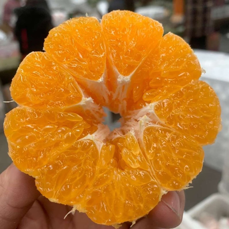 蒲江不知火丑柑一手货源