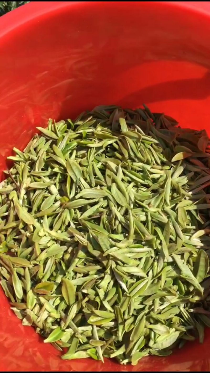原产地白茶新茶待上茶青丶茶针代加工。价优茶好没有中间商。