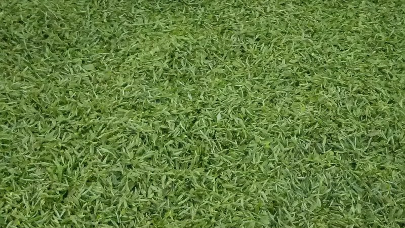 原产地白茶新茶待上茶青丶茶针代加工。价优茶好没有中间商。