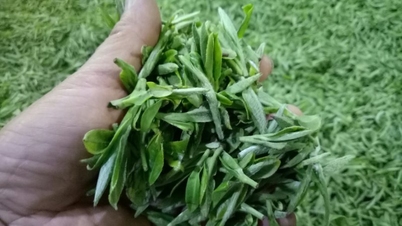 原产地白茶新茶待上茶青丶茶针代加工。价优茶好没有中间商。