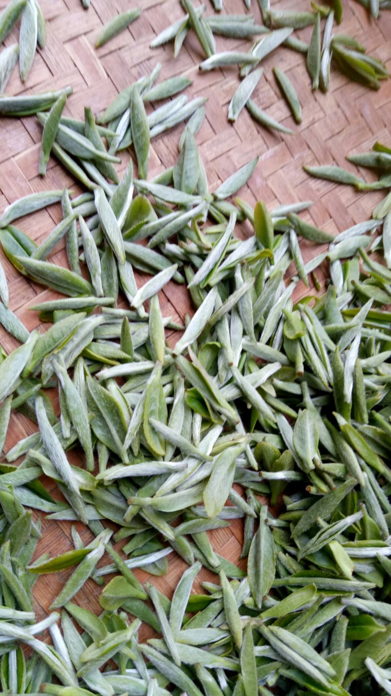 原产地白茶新茶待上茶青丶茶针代加工。价优茶好没有中间商。