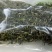 原产地白茶新茶待上茶青丶茶针代加工。价优茶好没有中间商。