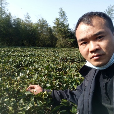 原产地白茶新茶待上茶青丶茶针代加工。价优茶好没有中间商。
