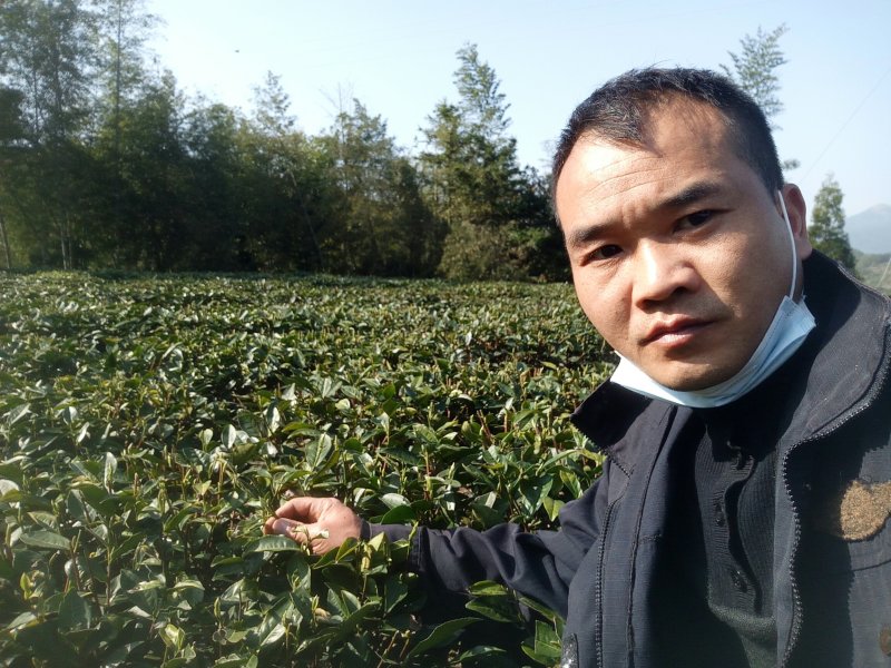 原产地白茶新茶待上茶青丶茶针代加工。价优茶好没有中间商。