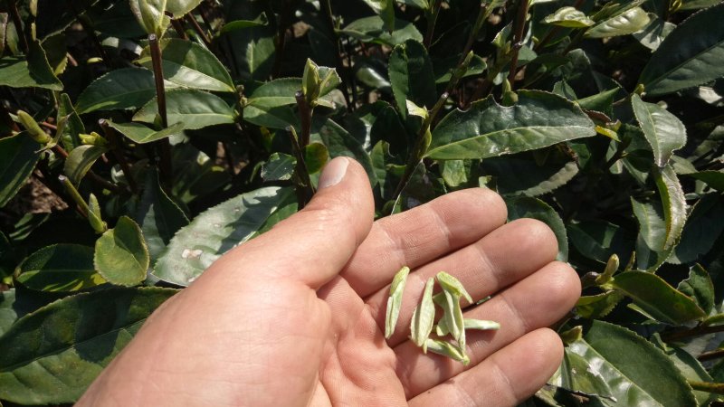 原产地白茶新茶待上茶青丶茶针代加工。价优茶好没有中间商。