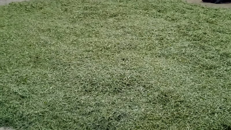 原产地白茶新茶待上茶青丶茶针代加工。价优茶好没有中间商。