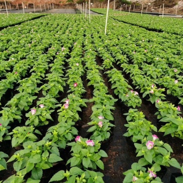 夏堇,玫红,粉色,紫色广东省佛山基地直销
