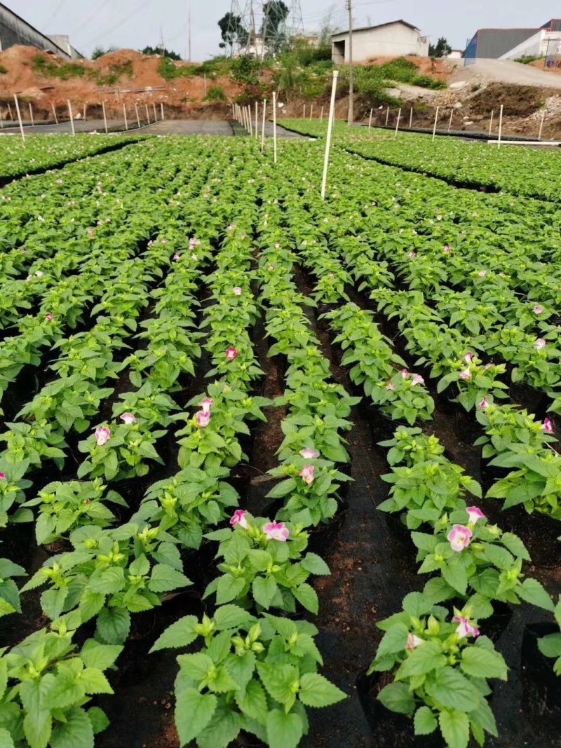 夏堇，玫红，粉色，紫色广东省佛山基地直销