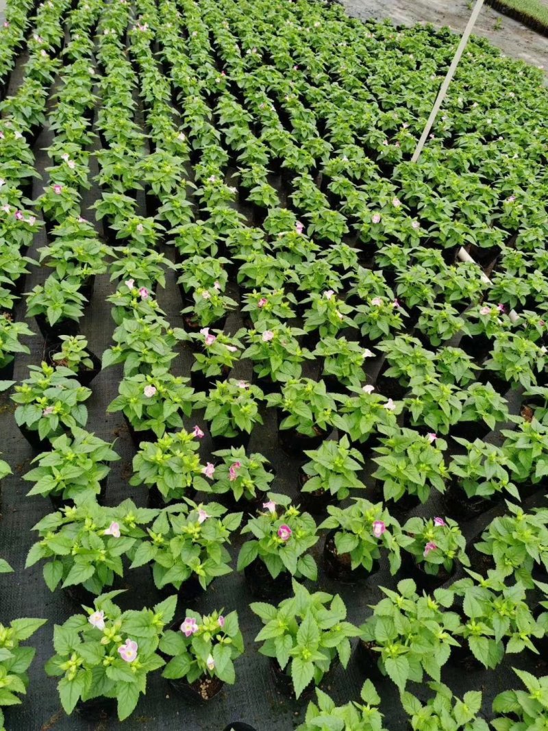 夏堇，玫红，粉色，紫色广东省佛山基地直销