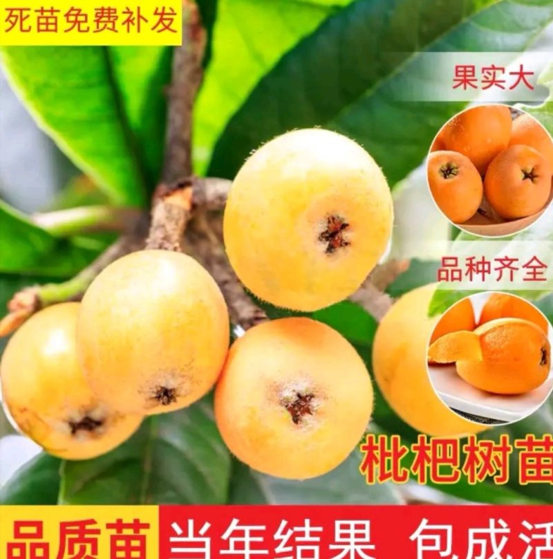 大五星枇杷树苗，直接可以下单包邮