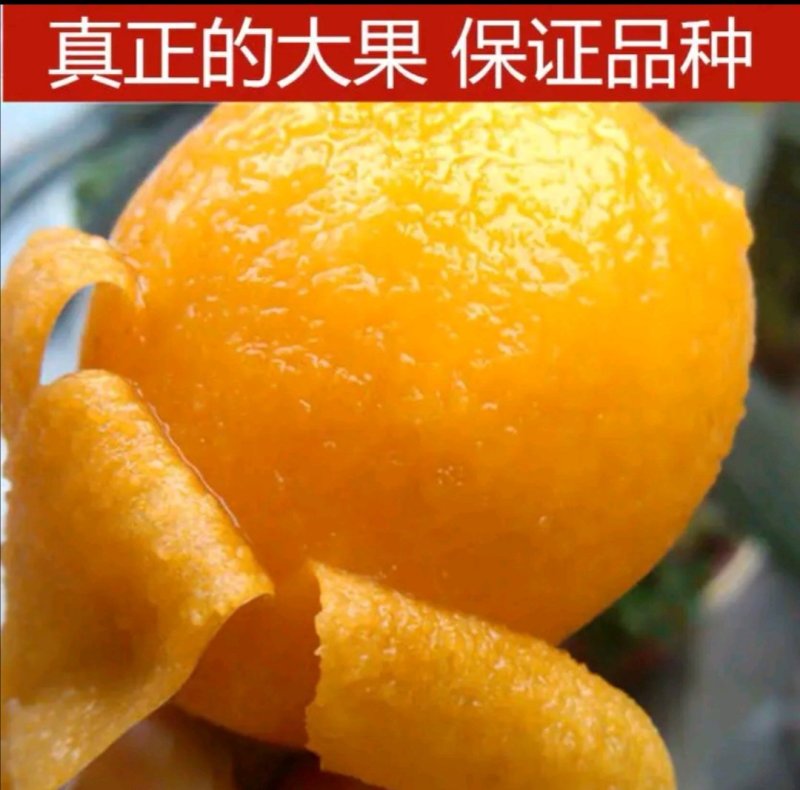 大五星枇杷树苗，直接可以下单包邮
