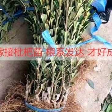 大五星枇杷树苗，直接可以下单包邮