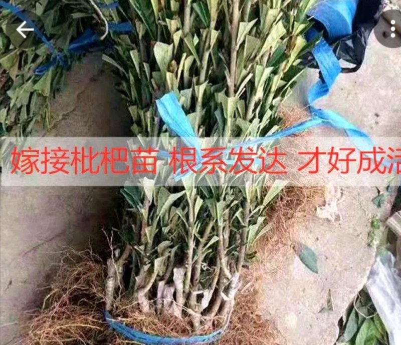 大五星枇杷树苗，直接可以下单包邮