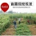 果树苗李子树苗新品种嫁接蜂糖李三华李子苗地栽种植当年结果