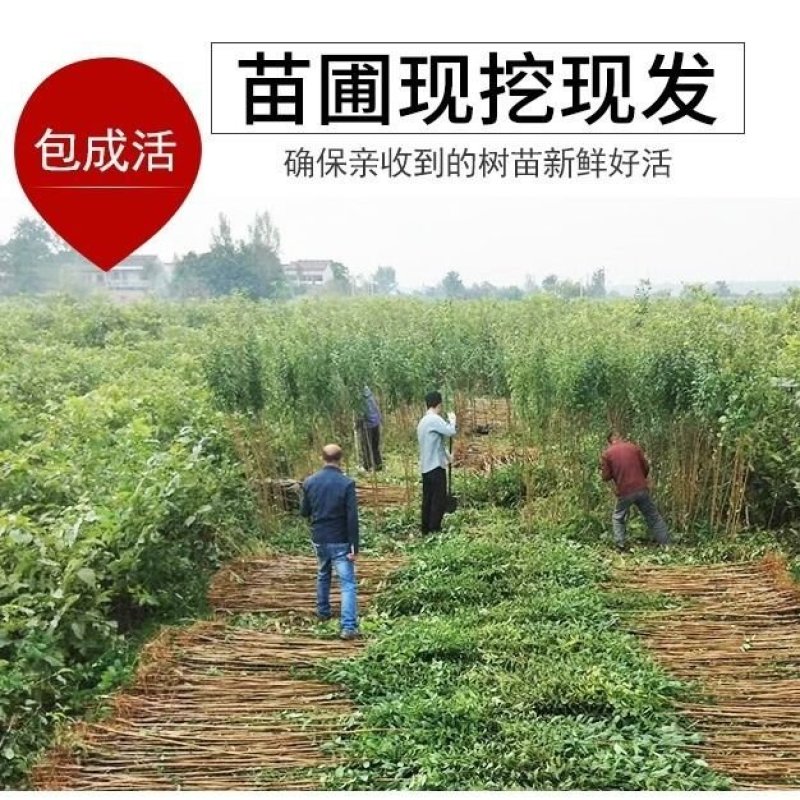 果树苗李子树苗新品种嫁接蜂糖李三华李子苗地栽种植当年结果